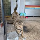 덕비네 수제간식 | 4월 셋째주 일상