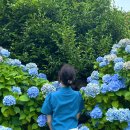 [1편] 4박 5일 제주도 혼자 뚜벅이 여행! 🏝 구좌읍 세화 | 이디 게스트 하우스 | 성산일출봉 | 광치기...