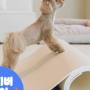 펫바이블 이미지