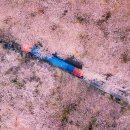 화랑대 철도 공원에서 찾아보는 벚꽃 포토존(+경춘선 숲길, 노원카페) 이미지