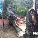 금낭화로26길 이미지