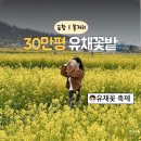 삐에로 | 국내최초 30만평 노란 물결 터졌다 2026 포항 호미곶 유채꽃 축제