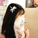 강아지고양이악세사리&미용