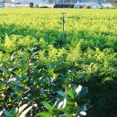 나무네농장 이미지