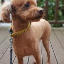 욜로 그루밍 펫샵 이미지