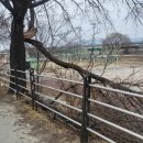 일죽 청미천 이미지