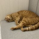 바하 고양이 병원 이미지