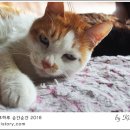 애정그루밍 이미지