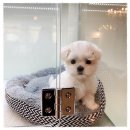 광주강아지분양 애견분양 마마스미독 광주점 이미지