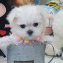 우아펫 대전점 이미지