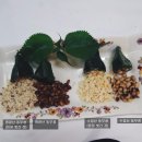 영광모싯잎송편(세종) 이미지