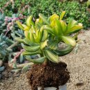 화월농장 이미지