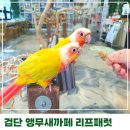 리프패럿검단 | 검단신도시 가볼만한곳 리프패럿 앵무새까페