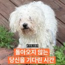 하네스를 입은 채 버려지고 방치된 아이를 구조했습니다 이미지