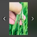 ​"초토화되는 벼논, 배제된 벼흑명나방 — 농림축산식품부는 재해보험 보장 항목에 벼흑명나방을 즉각 포함하라!" 이미지
