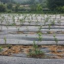 은솔농장 이미지