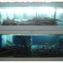 다오리장어구이 이미지