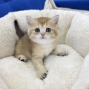 내품안의반려견광명점 | 광명강아지분양 믿을 수 있는 후기