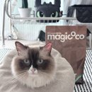 코코펫 | 펫쓰리얼 고양이 매직코코 모래 사용 후기