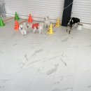 나라라펫 이미지