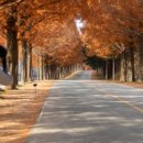 메타세콰이어 화장실 이미지