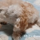 퍼피멍멍 이미지