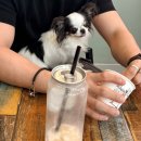 펫빌리지 이미지