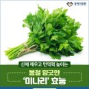 미나리 Daum카페