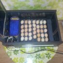 오계농장 이미지