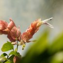 강아지 대공원 이미지