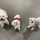 도그런하우스 이미지