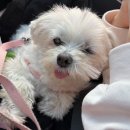 댕실댕실 이미지