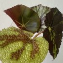 샐리네 살롱 이미지