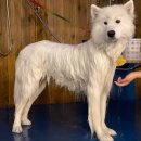 강아지 친구 이미지