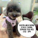 하이펫애견샵