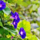 나팔꽃(喇叭花 blue-morning-glory) 한시편 이미지