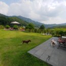 국화애견하우스 이미지