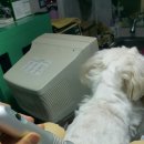 나눔 양한방 동물병원 이미지