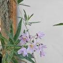 준플라워 | 꽃바구니 일상을 설렘으로 바꿔준 서리단플라워 후기