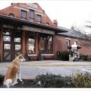 하치이야기 이미지