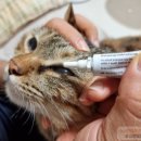 (주)가나이십사시동물병원 | 한쪽 눈 윙크? 누런 고양이 눈곱 원인 및 고양이 결막염 증상 안약 넣는 법