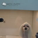 위드퍼피 애견미용실 이미지