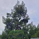 연충수 묘소 및 기적비 | 안동김씨의 뿌리와 도평의공파