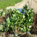 구미농장 이미지