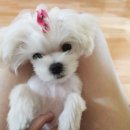 와니펫싸롱 이미지