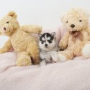 성주허스키켄넬 | 성주폼스키 분양후기 성주폼스키켄넬 세대별 특성 안내