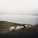 경향농장 이미지