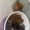 교촌치킨장전1호점 이미지