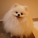 멍냥싸롱 이미지