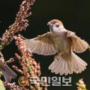 참새 이미지